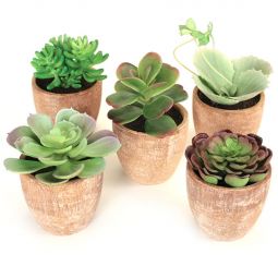 Ser 5 Potted Succulents